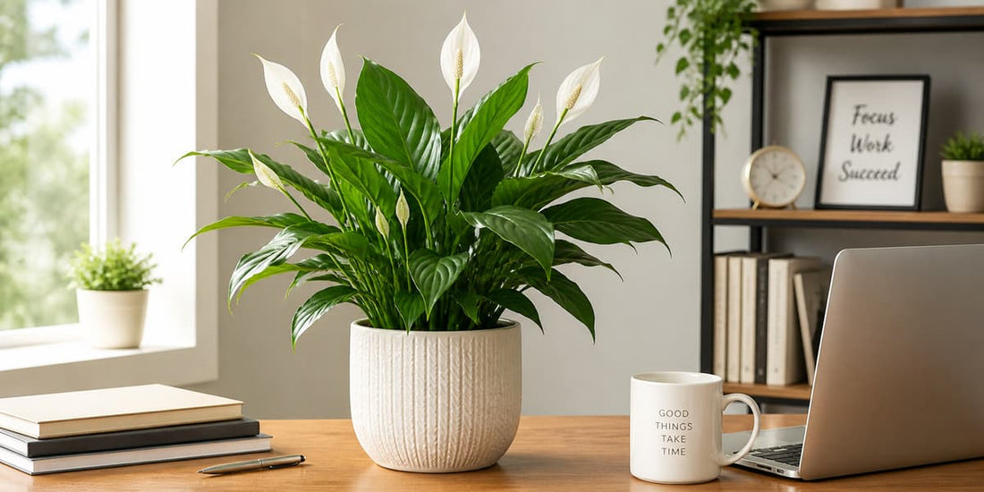 7 Best Peace Lily Plants for Office Air Purification