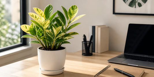 7 Best ZZ Plants for Low Light Offices